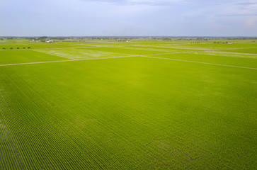 Aerial view of green paddy field at south east Asia.