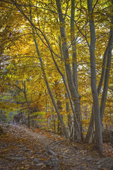 Fototapeta premium Beautifal autumn beech forest en mountain Montseny in Spain