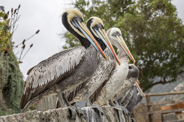 Chili ocean pacifique pélican nature