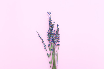A bouquet of lavender on a pink background. Minimalism