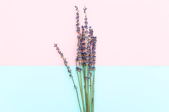 Twigs Of Lavender On A Pink-blue Background. Minimalism