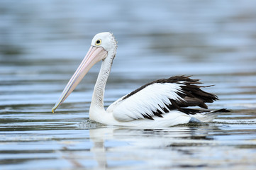 Fototapeta na wymiar Speedy Pelican