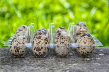 Fototapeta na wymiar quail eggs