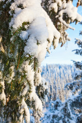 Snow on spruce branches in the forest