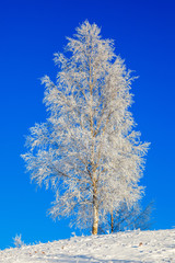 Birch trees with hoarfrost against a blue sky