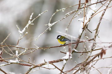 Great tit on a branch with frost