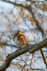 Fieldfare bird on a branch in spring