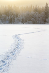 Fototapeta na wymiar Winter landscape with trails in the snow