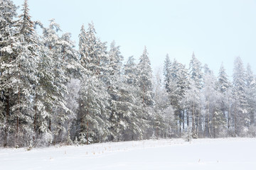 Winter forest landscape view with snow and frost