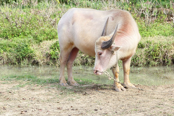 Albino buffalo,Thailand.