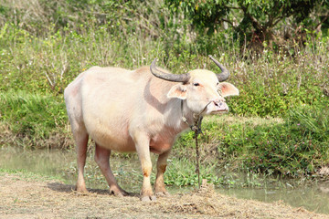 Albino buffalo,Thailand.