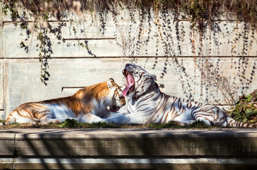 two tigers in the zoo