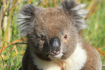 wild free living Koala in green grass