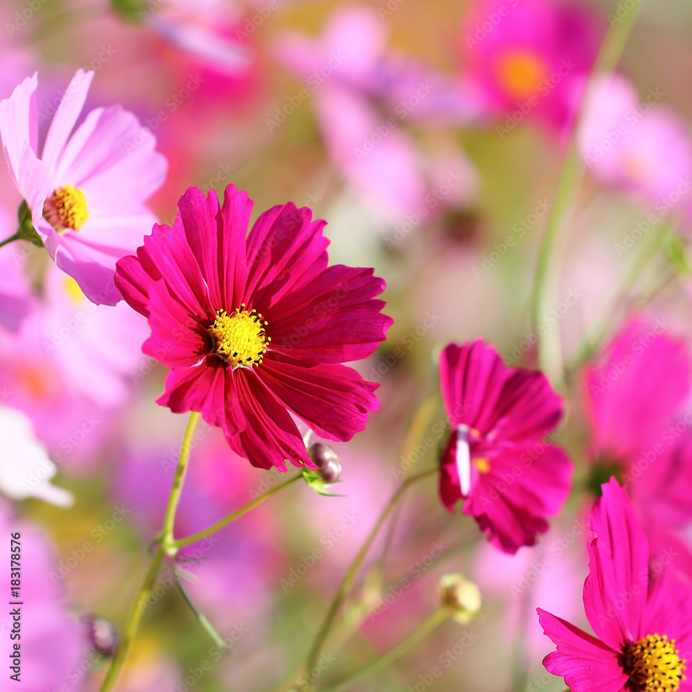 Wall mural cosmos flower