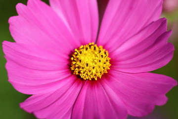 Obraz premium Cosmos flowers