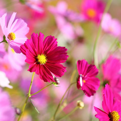 cosmos flower