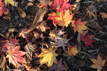 紅葉