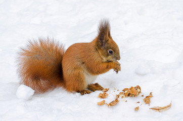 Close up cute red squirrel eating nut on snow in winter forest. Funny Hokkaido squirrel Ezorisu.