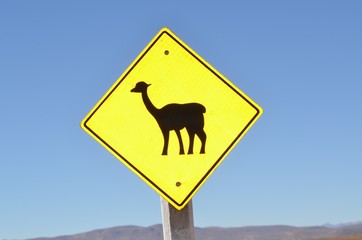 Attenzione Alpaca sulla strada