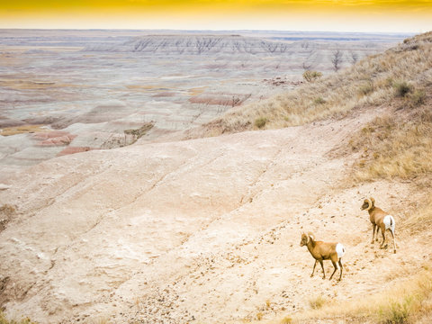 Two Bighorn Sheep Ram & Ewe In Badlands National Park, South Dakota, Panoramic View