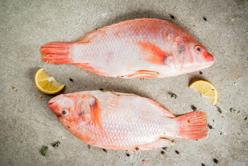Fresh raw fish pink tilapia with spices for cooking - lemon, salt, pepper, herbs, on gray stone table, copy space