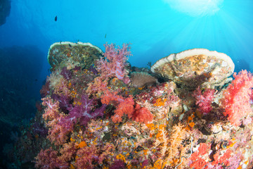 Naklejka na ściany i meble Wonderful and beautiful underwater world with ccoral reef landscape background in the deep blue ocean with colorful fish and marine life