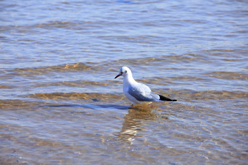 A seagull, close-up