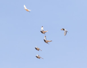 flock of homing pigeon flying against clear blue sky