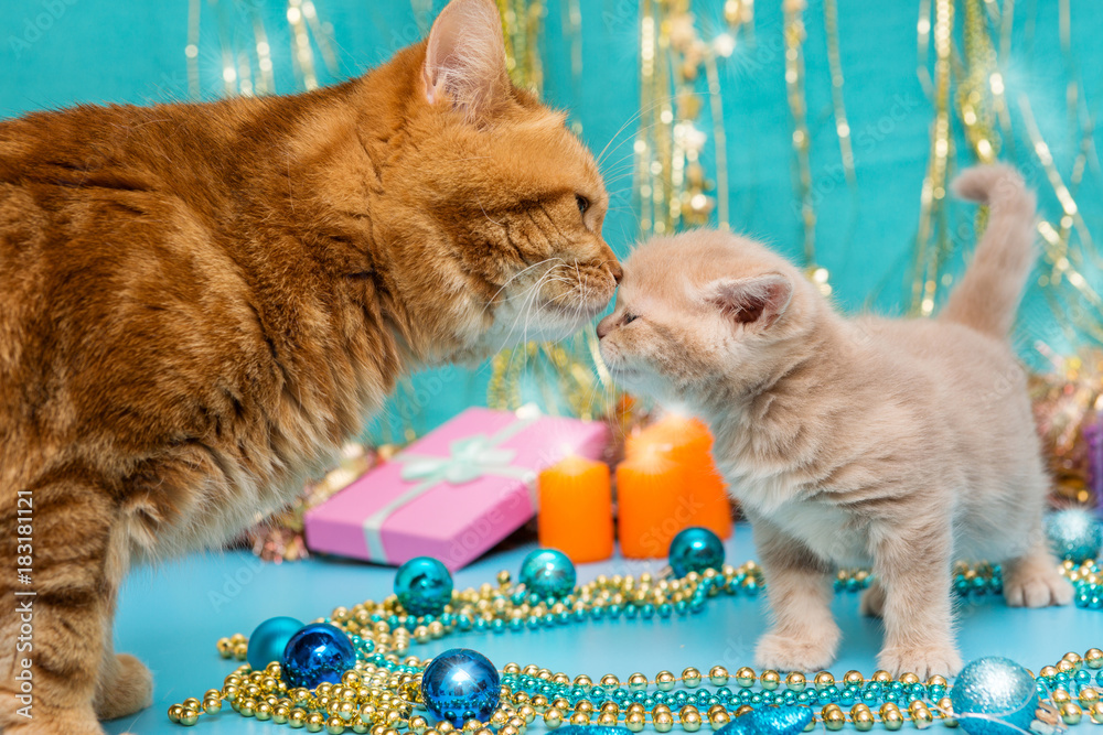 Wall mural small kitten and adult cat and christmas