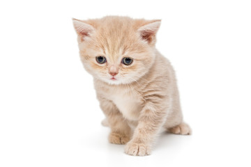 Obraz premium Small striped kitten breed British