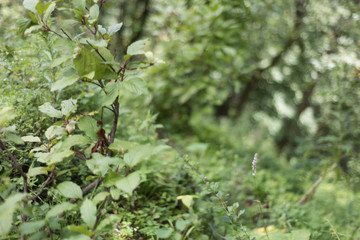 forest view in parvati valley
