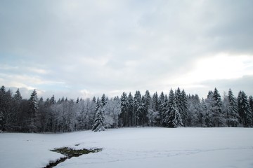 Winterwald04