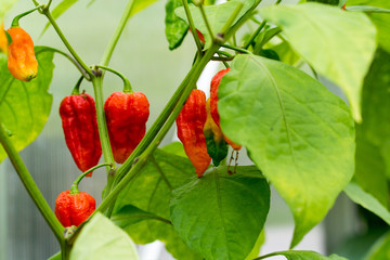 Hot Bhut Jolokia Ghost Chili peppers