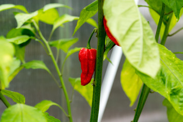 Hot Bhut Jolokia Ghost Chili peppers