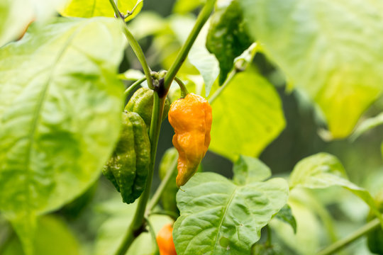 Hot Bhut Jolokia Ghost Chili peppers