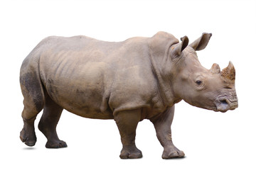 rhinoceros, isolated