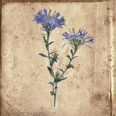 Pressed and dried flowers on vintage paper background