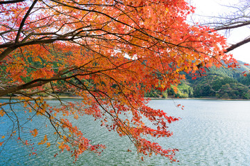 河内貯水池　秋の紅葉