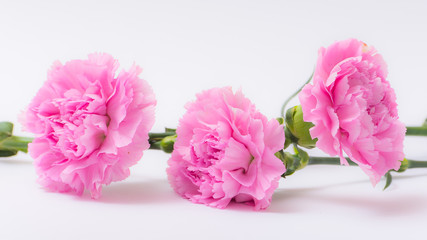 Pink flowers, garland flowers isolated on white background
