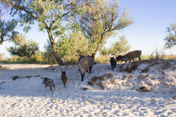 Family of wild pigs walks on beach sands