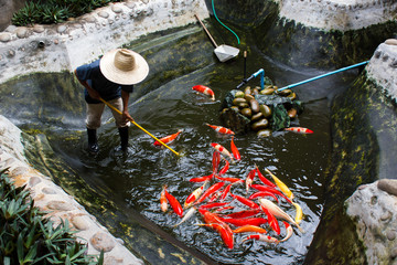Gardener with a straw hat cleaning the koi fish in fish pond.