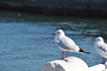 Obraz premium カモメ