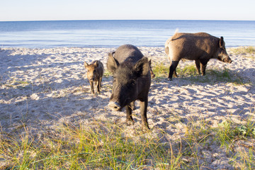 Wild pigs group walk on sea coastal sands