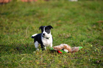 can someone play with me? cute small puppy playing alone in the garden