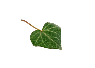 leaf green heart isolated on white background