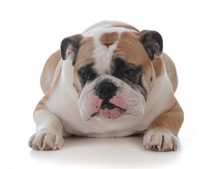 Fototapeta premium female english bulldog