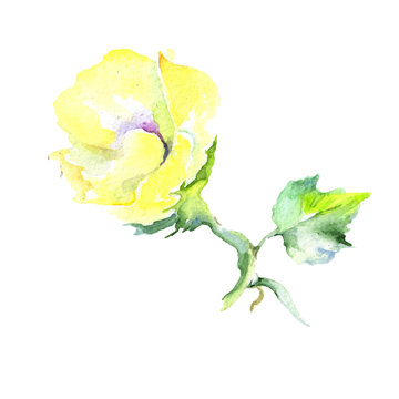 Wildflower eustama flower in a watercolor style isolated. Full name of the plant: eustama. Aquarelle wild flower for background, texture, wrapper pattern, frame or border.