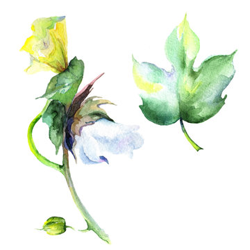 Wildflower eustama flower in a watercolor style isolated. Full name of the plant: eustama. Aquarelle wild flower for background, texture, wrapper pattern, frame or border.