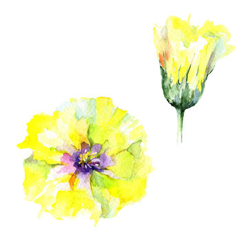 Wildflower eustama flower in a watercolor style isolated. Full name of the plant: eustama. Aquarelle wild flower for background, texture, wrapper pattern, frame or border.