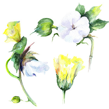 Wildflower eustama flower in a watercolor style isolated. Full name of the plant: eustama. Aquarelle wild flower for background, texture, wrapper pattern, frame or border.
